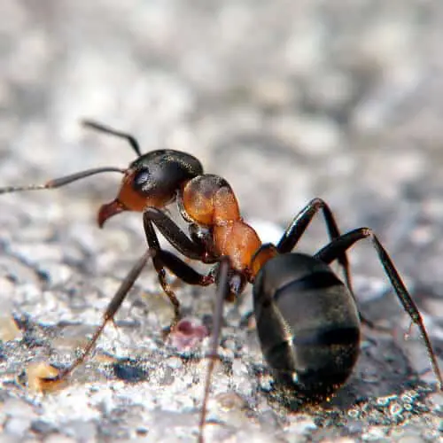 formica