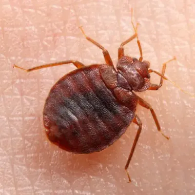 cimice