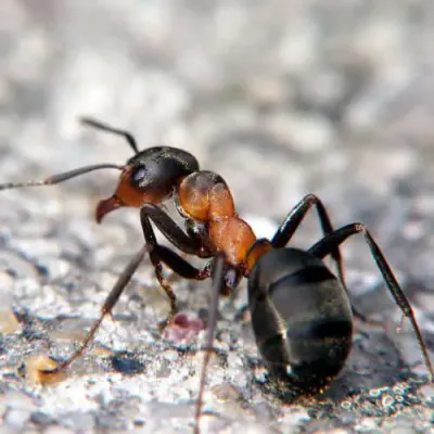 formica