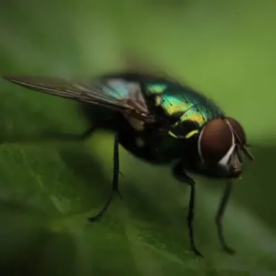 mosca
