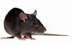ratto