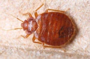 infestazioni cimici da letto - Insetto