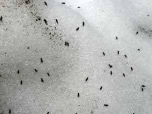 Disinfestazione Moscerini Napoli