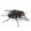 mosca