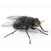 mosca