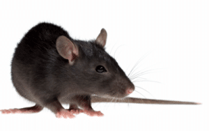 ratto
