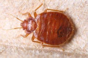 infestazioni cimici da letto - Insetto