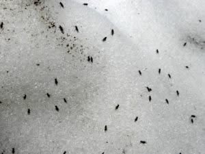 Disinfestazione Moscerini Napoli