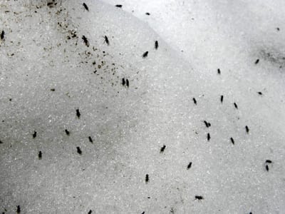 Disinfestazione Moscerini Napoli